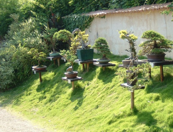 Bonsai medium